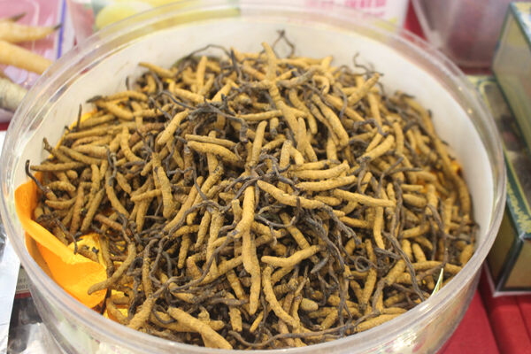 近一周，多家藥企中藥管線迎來臨床、上市關鍵進展